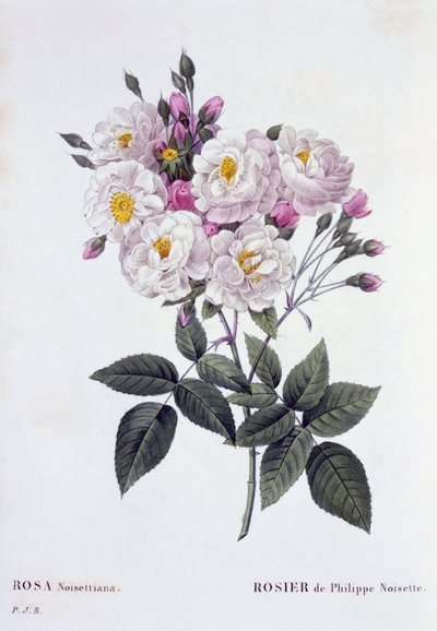 Rosa Noisettiana, publicada 1824-26 de Pierre Joseph Redouté